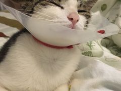 -瑞鹏宠物医院·骨科·猫科·内科(第一中心)