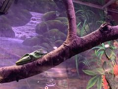 -正佳雨林生态植物园