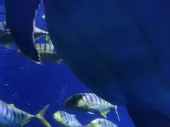 -太平洋海底世界