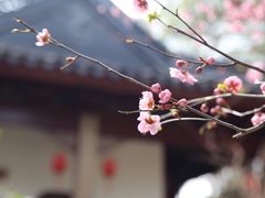 -香雪海