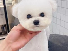 -瑞派名望志远动物医院·猫科·內科·异宠专科(直港大道店)