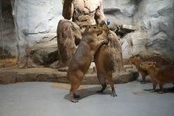 -Zoolung Zoolung动物主题公园(海信广场店)