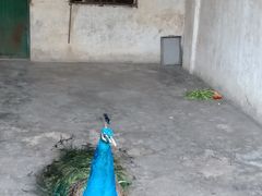 -攀枝花公园