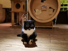 -more than meow吴止猫主题餐厅(承德 中船汇店)