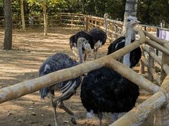 -大连森林动物园