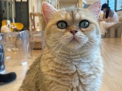 -有喵·猫咖·狗咖·30几只猫10只小狗(岗厦店)