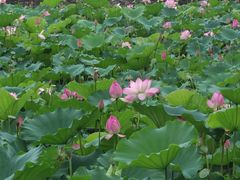 -荔湾湖公园