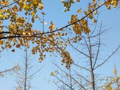 -重庆中央公园(渝北区)