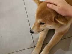 -柴务处·柴犬主题狗咖