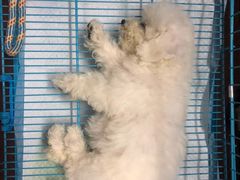 -翊宠yipet猫狗购宠庄园犬舍•猫舍