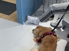 -柏萃动物医院·骨科·牙科