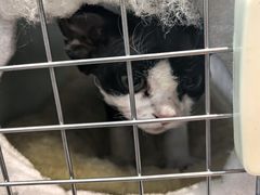 -纳吉亚猫专科动物医院·北北分院