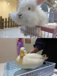 -Moni星球萌宠·小马宝莉·灵蛇·高端高阶全萌宠互动体验俱乐部(红豆国际广场店)