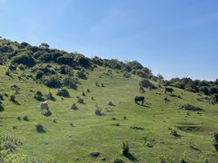 -大姆山草场