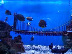 -太平洋海底世界