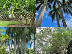 -中国科学院西双版纳热带植物园