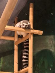 -Zoolung Zoolung动物主题公园(海信广场店)