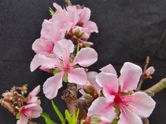 -桃花涧