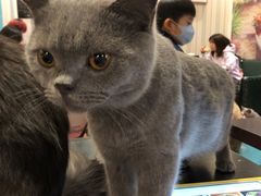 -猫小院猫主题咖啡厅(北锣店)