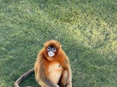 -西霞口神雕山野生动物世界