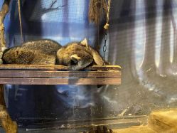 点击看大图 -酷嗒动物文化乐园(cutezoo西溪乐天城店)