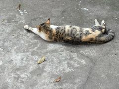 -嘉定紫藤园
