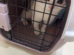 -米苏动物医院·犬猫专科·骨科外科内窥镜