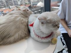 -怪兽屋·羊驼·猫咖·狗咖(俊华广场店)