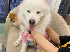 -怪兽屋·羊驼·猫咖·狗咖(俊华广场店)
