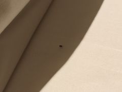 -杭州龙禧福朋喜来登酒店