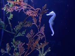 -上海海洋水族馆