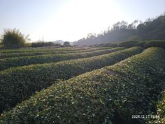 -赋韵岩茶厂(总厂)