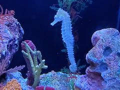 -上海海洋水族馆