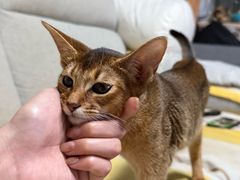 -猫大福·Fortune Cat猫舍(百子湾店)