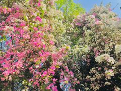 -深圳国际园林花卉博览园