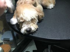 -Oh My Dog宠物沙龙(伊珊娜皮毛护理店)