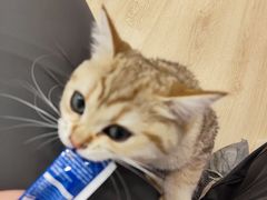 -有喵·猫咖·狗咖·30几只猫10只小狗(岗厦店)