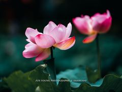 -陈家山荷花公园