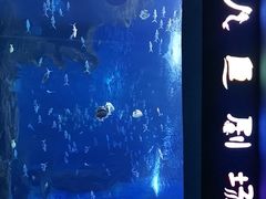 -多彩贵州城极地海洋世界