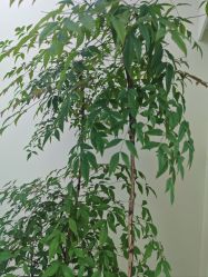 -HEYAN荷妍专业脱毛连锁机构