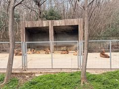 -合肥野生动物园