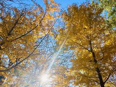 -遵化市禅林寺古银杏风景园