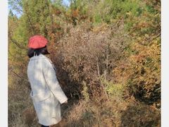 -五龙城郊森林公园