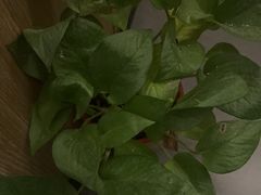 -耳湾躺式采耳SPA馆(保利五月花店)