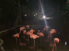 -清迈夜间动物园