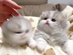 -十月米努特矮脚猫舍