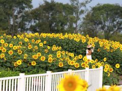 -花开海上生态园