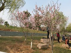 -羊山湖公园