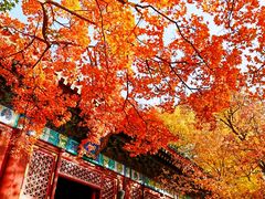 -香山公园