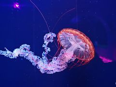 -欢乐海岸海洋奇梦馆